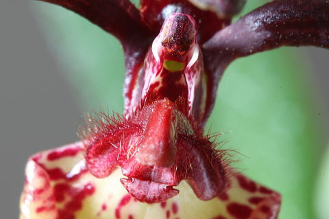 Bulbophyllum lasiochilum̂Ԃ̈ꕔł