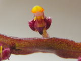 Bulbophyllum　falcatum