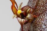 Bulbophyllum　maximum
