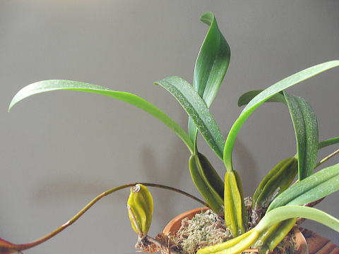 Bulbophyllum maximum̑pł