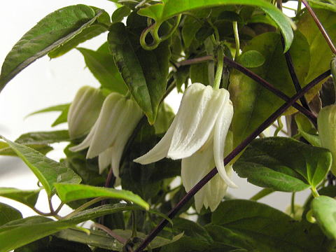 Clematis anshunensisのお花