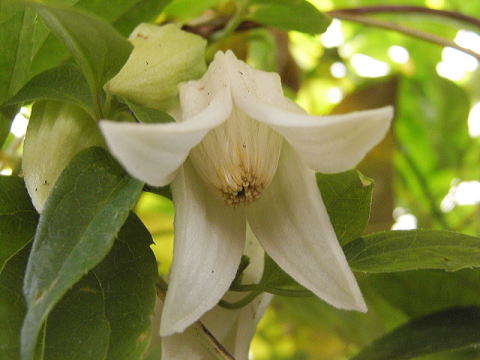 Clematis anshunensisのお花の内側