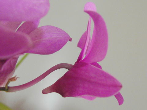 Den.bigibbum subsp.compactum̂Ԃ̉